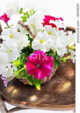 Petunia flowers in a wattled basket Petunia flowers in a wattled basket 9699699
