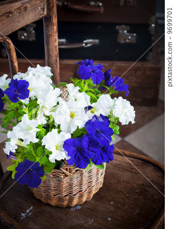 White and Violet Petunia flowers in a basket White and Violet Petunia flowers in a basket 9699701
