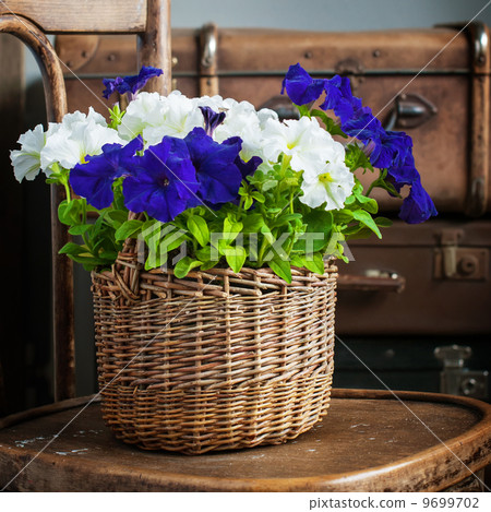 White and Violet Petunia flowers in wattled basket White and Violet Petunia flowers in wattled basket 9699702
