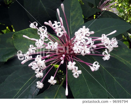Clarodendorum · quadrilo kuraray flower 9699794