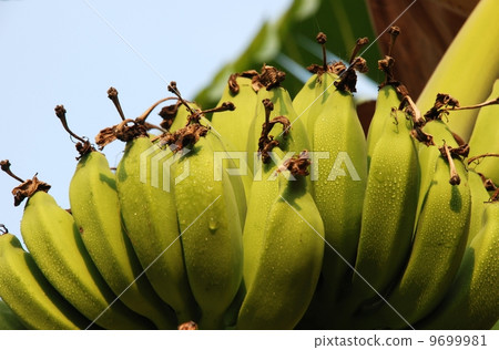 Banana delicious fruit of Thailand Banana delicious fruit of Thailand 9699981