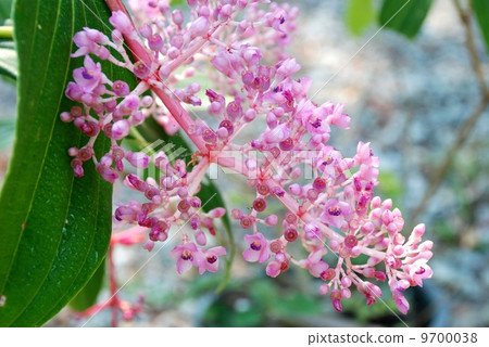 Andaman Pearl flower, beautiful flower of Thailand 9700038