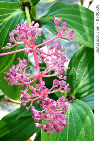 Andaman Pearl flower, beautiful flower of Thailand 9700039