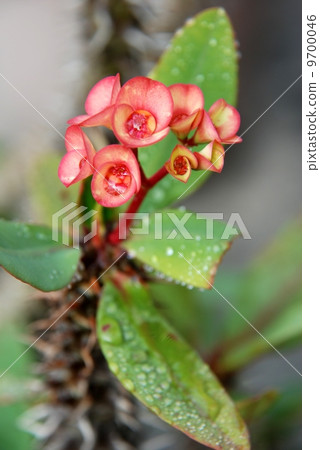 Crown of Thorn Flower amazing flower of Asia Crown of Thorn Flower amazing flower of Asia 9700046