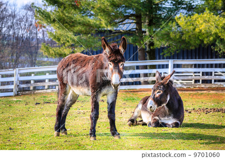 Donkeys on the farm Donkeys on the farm 9701060