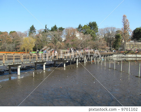Inokashira Park Pond in the Kaibori Inokashira Park Pond in the Kaibori 9701102