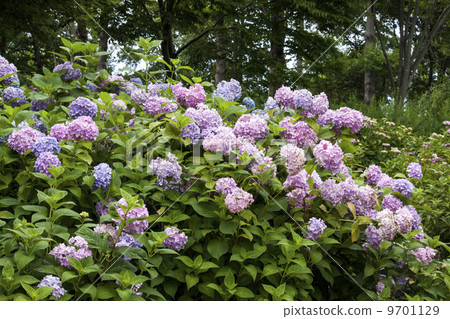  hydrangea 9701129