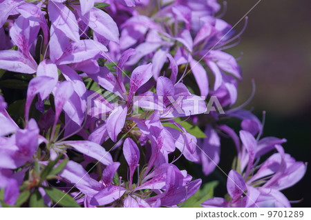 I am Hikari Kurashiki Mochi Azalea. I am Hikari Kurashiki Mochi Azalea. 9701289