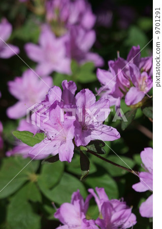 My name is Mori Azalea. 9701291