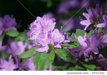 My name is Mori Azalea. My name is Mori Azalea. 9701292