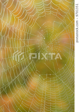 Morning dew on the spider web 9701351