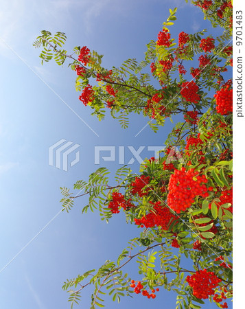 Autumn rowan berries ashberry. Sorbus aucuparia 9701483