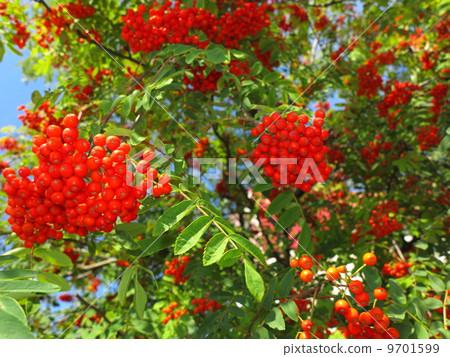 Autumn rowan berries ashberry. Sorbus aucuparia 9701599