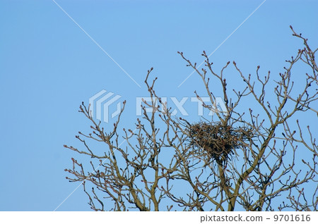 a nest in the tree 9701616