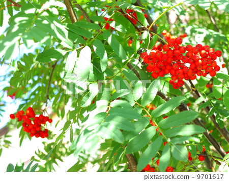 Autumn rowan berries ashberry. Sorbus aucuparia 9701617