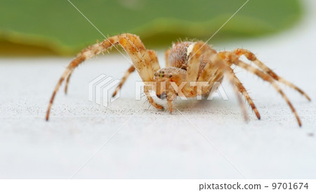 House spider On White Background House spider On White Background 9701674