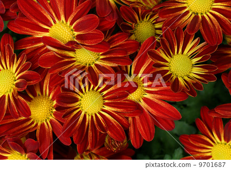 Close-up of flowers for background Close-up of flowers for background 9701687