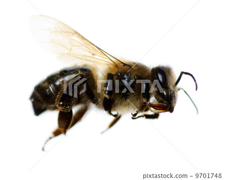 Bee on white background 9701748