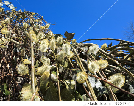 Pussy willow branches with catkins blue sky 9701761