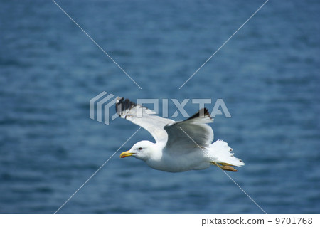 Flying seagull and blue sky Flying seagull and blue sky 9701768