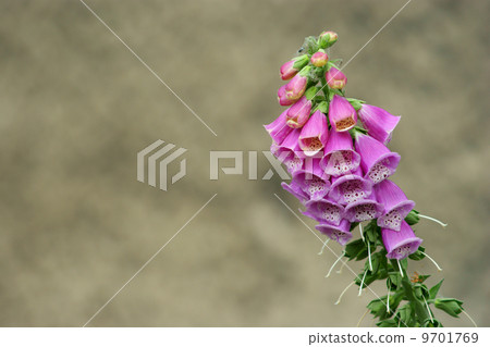 Close-up of bellflowers over grey background Close-up of bellflowers over grey background 9701769