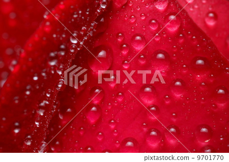 Red rose and water drops - macro background Red rose and water drops - macro background 9701770