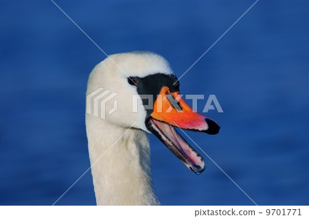 portrait of a swan portrait of a swan 9701771