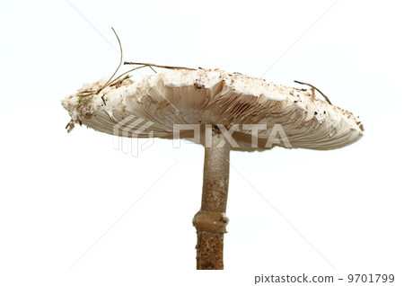 parasol mushroom, white mushroom isolated on white 9701799