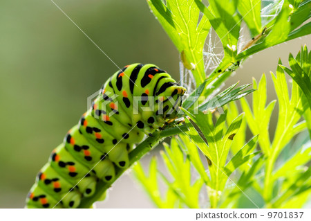 Green caterpillar Green caterpillar 9701837