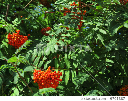 Autumn rowan berries ashberry. Sorbus aucuparia 9701887