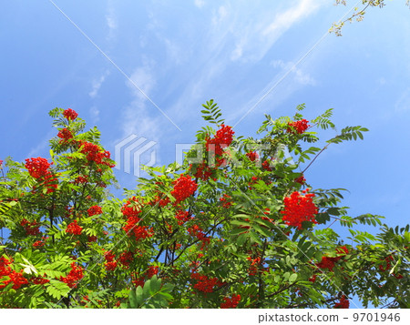 Autumn rowan berries ashberry. Sorbus aucuparia 9701946