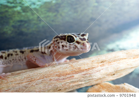 leopard gecko 9701948