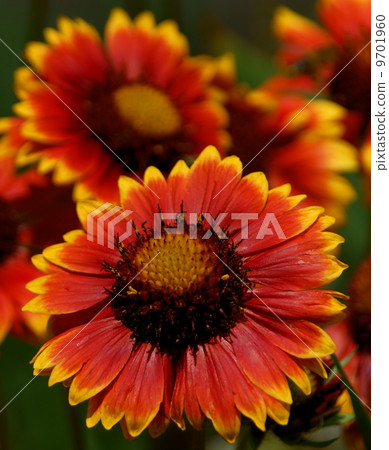 Close-up of red flowers for background 9701960
