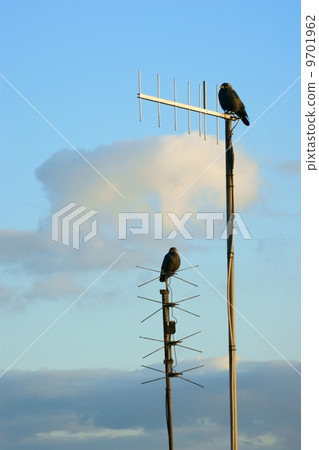 birds 9701962