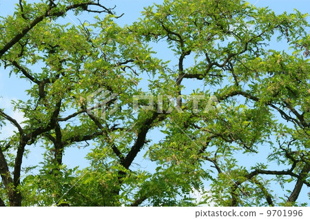 Acacia leaves background with blue sky 9701996