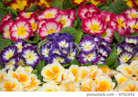 Primula Julien Primula Julien 9702042