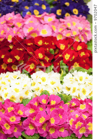 Primula Julien 9702047