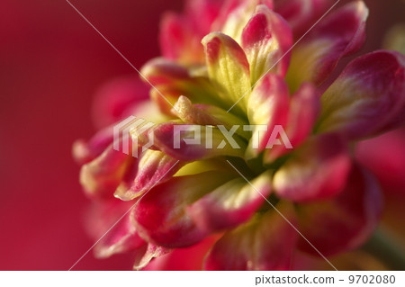 開花 開花 9702080