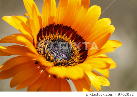 Daisy Daisy 9702082