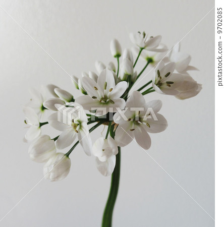 Allium Coigny Allium Coigny 9702085