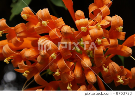 Kaen Kazura 03 9703723