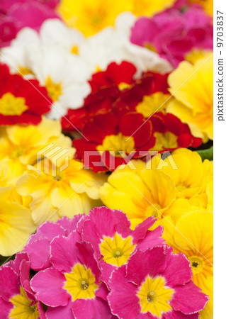 Primula Claudia Primula Claudia 9703837