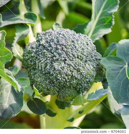 broccoli broccoli 9704081