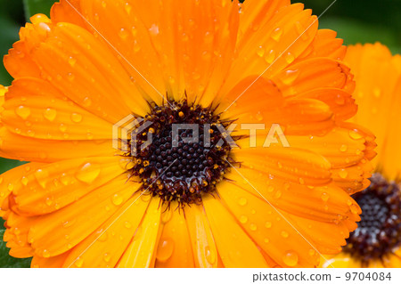 Close up of Orange Gerbera Flower with water drop on petal Close up of Orange Gerbera Flower with water drop on petal 9704084