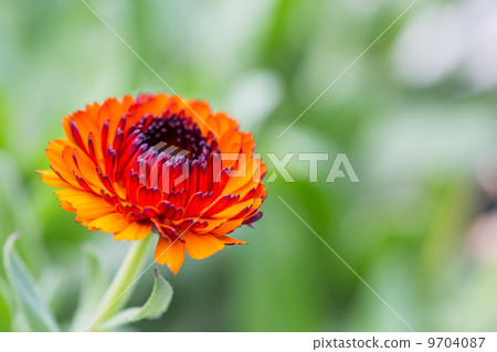Close up of Orange Gerbera Flower Close up of Orange Gerbera Flower 9704087