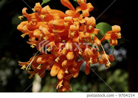 Kaen Kazura 06 9704154