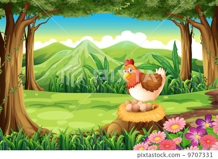 A hen laying eggs at the forest 9707331