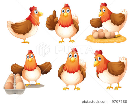 Chickens with eggs Chickens with eggs 9707588