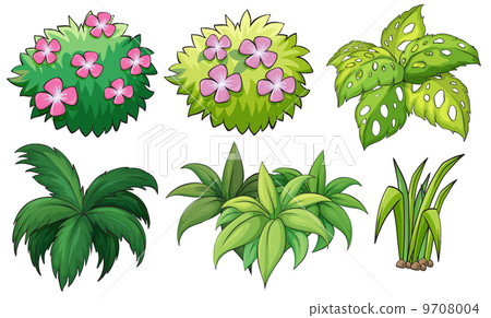 Six ornamental plants Six ornamental plants 9708004