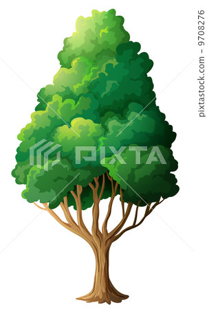A tall old tree A tall old tree 9708276